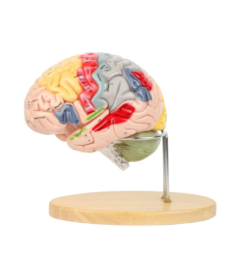 Modelo Cerebro