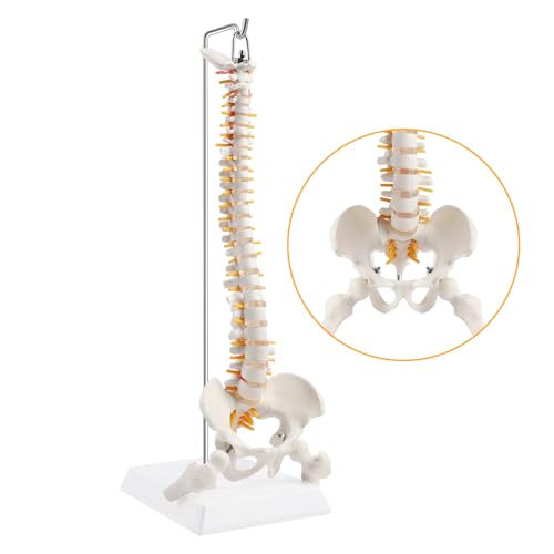 Modelo Columna Vertebral